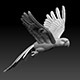 parrot - 3DOcean Item for Sale