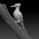 woodpecker - 3DOcean Item for Sale