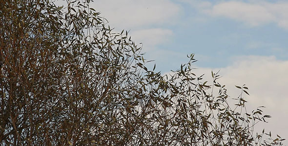 Autumn Faded Leaves And Blue Sky 2