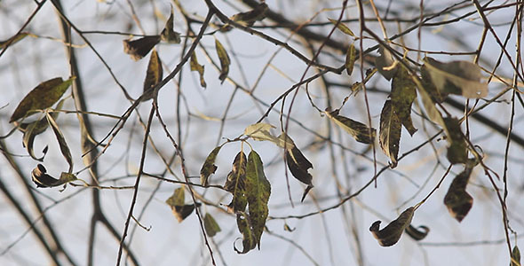 Autumn Faded Leaves On Dry Tree Branches