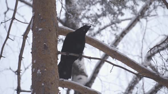 Black Raven Sitting on Tree Among Branches
