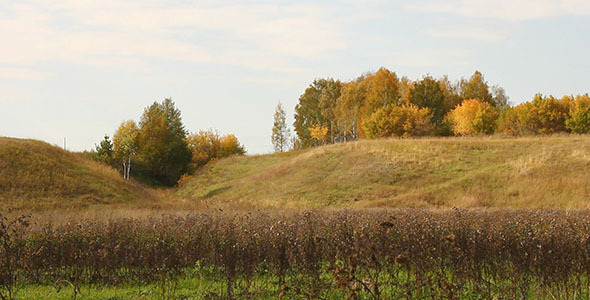 Dry Stalks And Autumn Trees 2