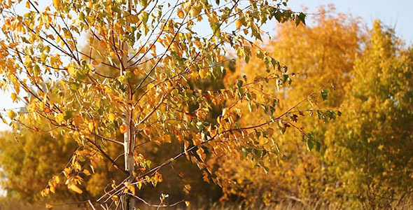 Yellow Autumn Tree Leaves