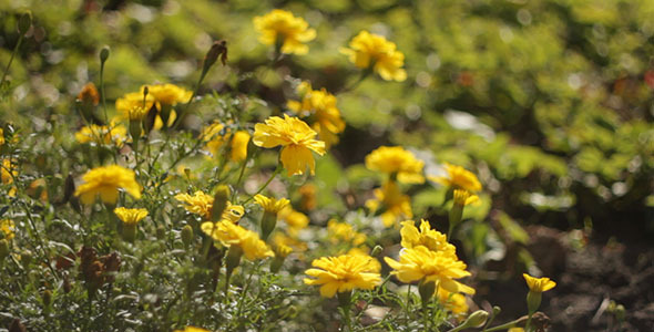 Yellow Flowers 3