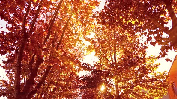 Trees Dense Dry Golden Leaves Against Bright Sunlight