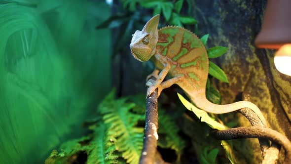 A Gray Green Chameleon Lurked On A Terrarium Branch (2)