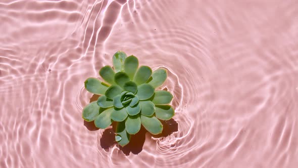 Top View Slow Motion of Waves Water on Pink Background