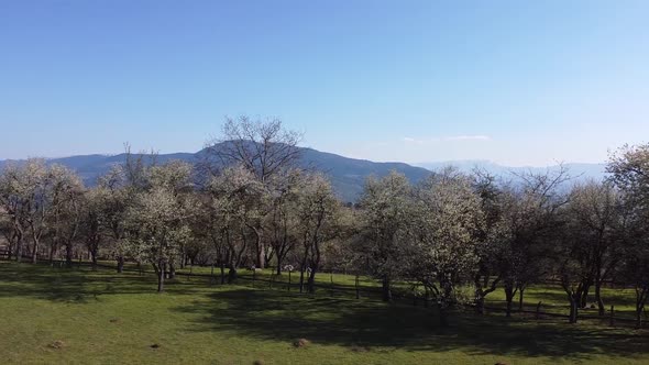 Aerial Shot Of Vegetation And Trees In The Spring V3