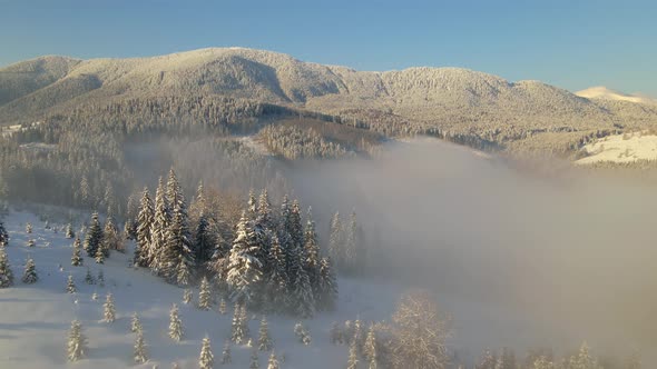 Amazing Winter Landscape with Pine Trees of Snow Covered Forest in Cold Foggy Mountains at Sunrise