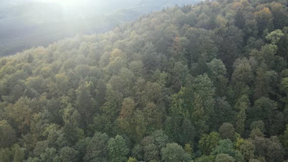 Trees in the Mountains Slow Motion. Aerial View of the Carpathian Mountains in Autumn. Ukraine