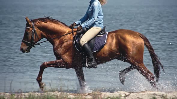 Bloodstock Russian Don Horse Trotting on Water