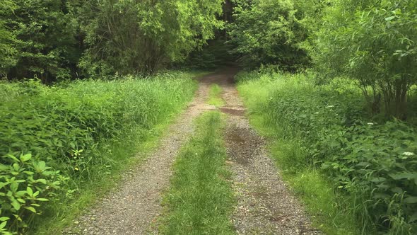 Forest Road. The path between the trees leads to the forest.