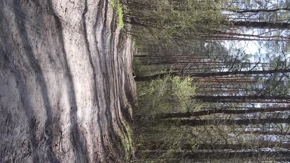 Vertical Video of a Road in the Forest