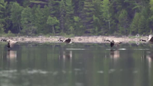 Slow motion tracking shot of Canadian geese