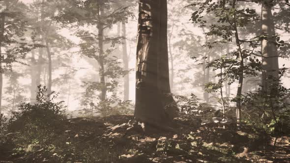 Rays of Sunlight Falling Into a Misty Forest alt