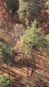 Vertical Video of a Beautiful Forest in the Afternoon Aerial View