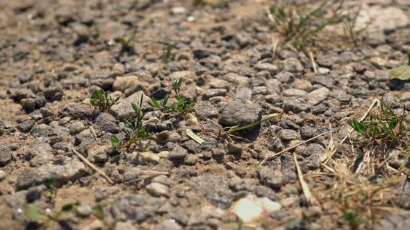 Macro Soil And Grass Slider Shot