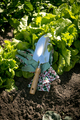 Closeup of metal spade lying on garden bed with growing lettuce - PhotoDune Item for Sale
