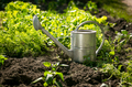 stainless watering can on garden bed with growing lettuce - PhotoDune Item for Sale
