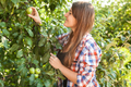 beautiful woman picking apple from tree at summer day - PhotoDune Item for Sale