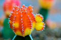 Close up beautiful flower of Moon Cactus - PhotoDune Item for Sale