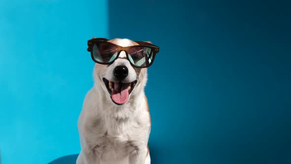 Jack Russell Terrier in Sunglasses Looks at Camera on Blue