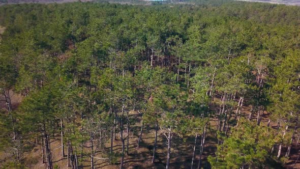 Aerial View of Green Coniferous Forest Landscape