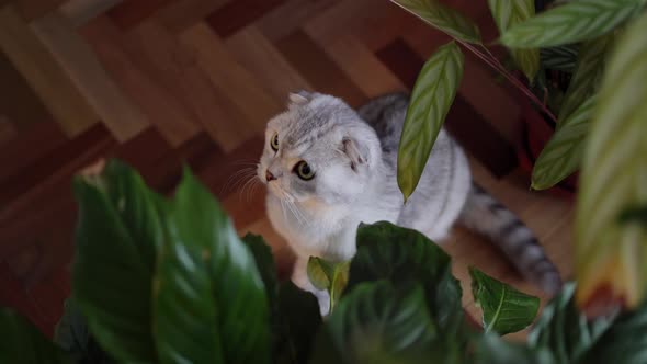 Scottish Fold Cat Female Palm Plays with Him Through House Plant