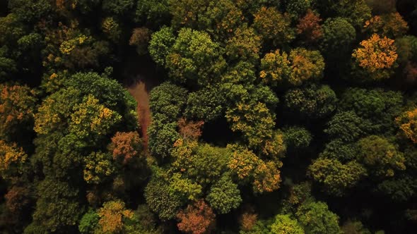 4K HD Aerial view camera zoom in to green forest of dense mixed tree tops of pine trees and birches