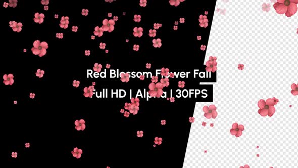 Red Blossom Flower Falling with Alpha