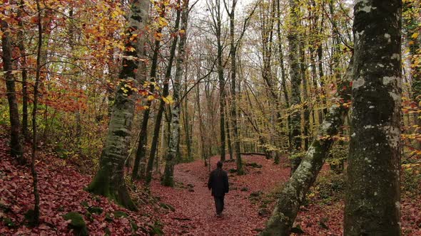 Moving Among the Beech Trees Field in Autumn