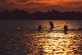 Swans at sunset - PhotoDune Item for Sale