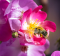 Bumblebee flying to a pink rosea flower blossom - PhotoDune Item for Sale