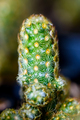 Close up green small cactus plant - PhotoDune Item for Sale