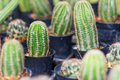 Close up green small cactus plant - PhotoDune Item for Sale