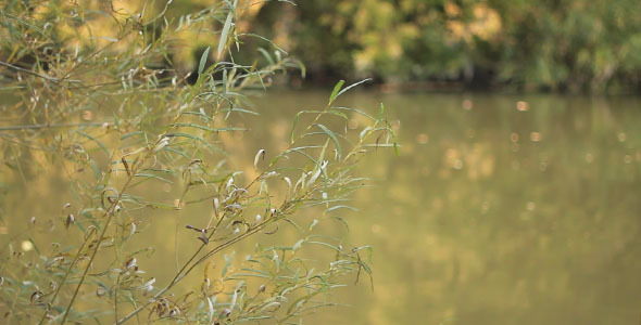 River And Floating Yellow Leaves alt