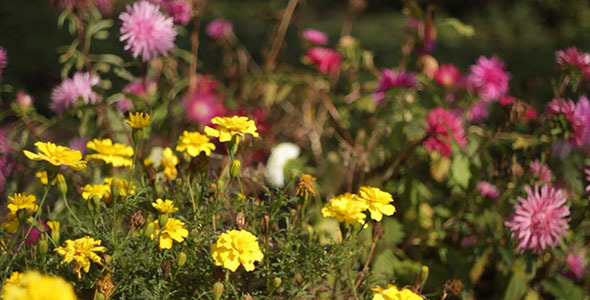 Yellow And Pink Flowers