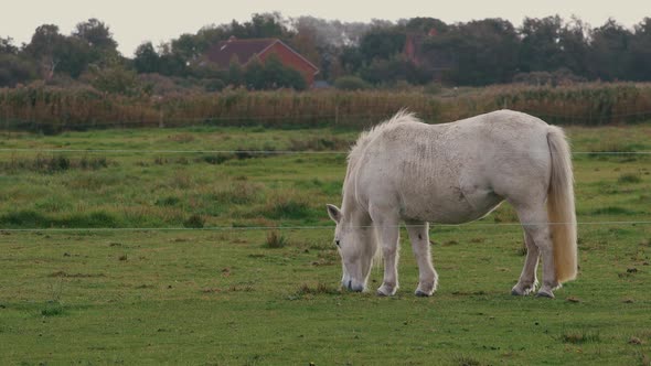White Welara Pony Feeding Grass On The Lush Green Fields In Summer