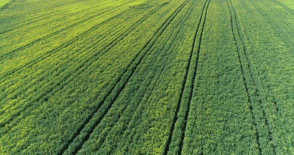 Aerial view of canola field. Cultivated rapeseed canola plantation field