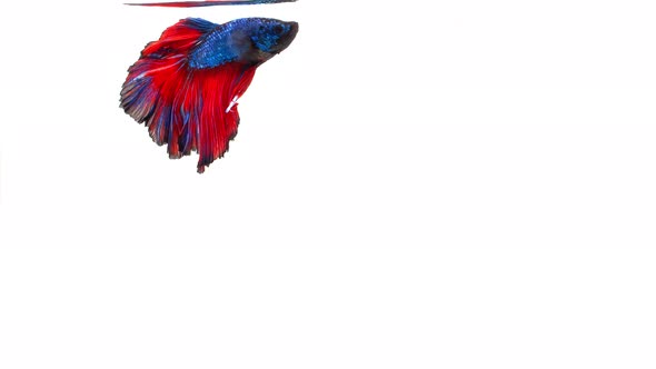 Siamese fighting fish (Betta splendens)