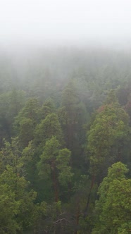 Vertical Video Fog in the Forest Aerial View