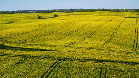 Blooming rape fields in sunny day in spring, aerial view, Poland