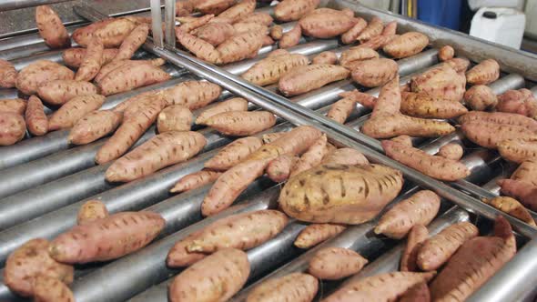 Washing and sorting of sweet potatoes in an agricultural packing facility