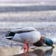 A male duck drinks water from a puddle. Beautiful drake close-up. - VideoHive Item for Sale