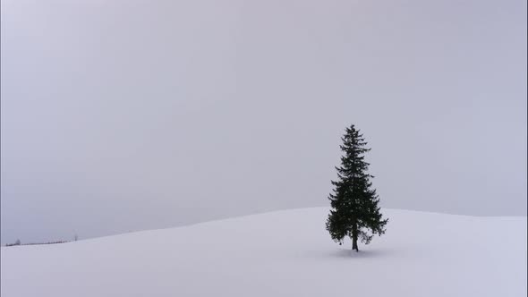 Christmas tree with snow in winter season