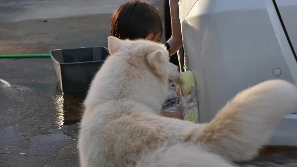 Asian Child Washing Car In The Garden With Dog On Summer Day