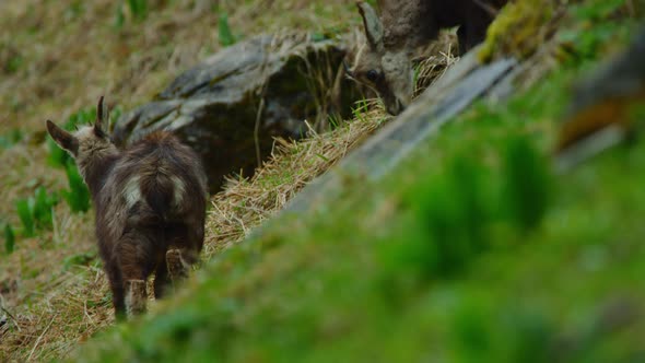 Two newborn chamois are standing in a steep meadow