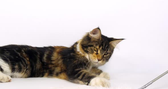 Brown Tortie Blotched Tabby and White Maine Coon Domestic Cat, Female playing Normandy in France