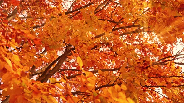 Rays of Bright Sunlight Breaking Through Thick Golden Leaves