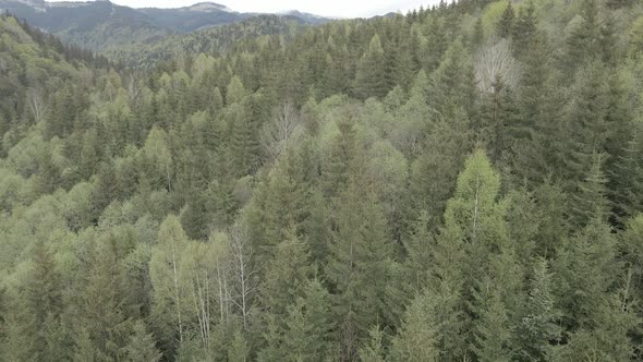 Ukraine, Carpathians: Forest Landscape. Aerial View. Flat, Gray